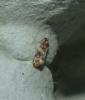 Lobesia sp.